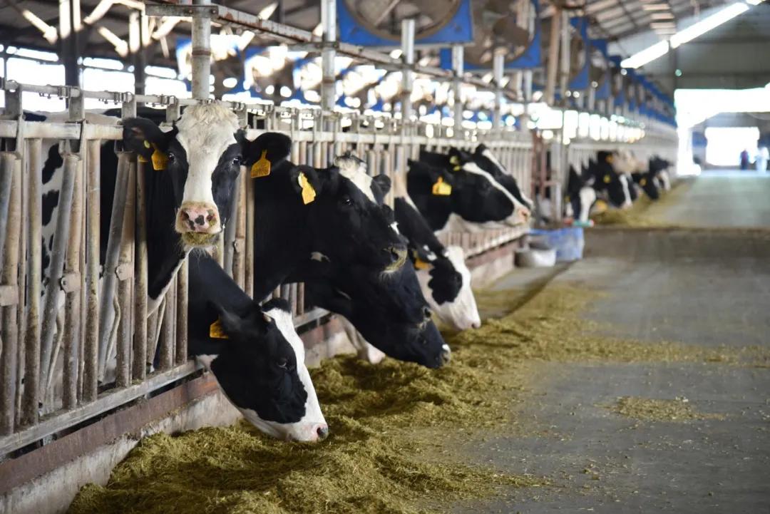 喂牛的最佳饲料绝密配方,牛的草料和饲料怎么喂牛