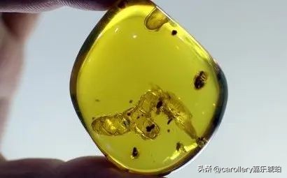 小琥珀嵌在煤精里,这块琥珀的科学价值是什么