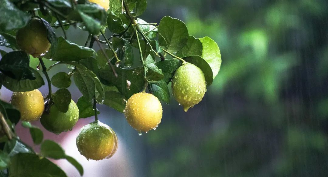 梅雨季节怎么消除霉点,梅雨期如何除湿