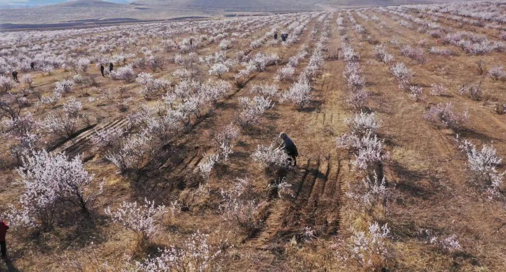 李杏的种子能种吗,杏李栽培要点