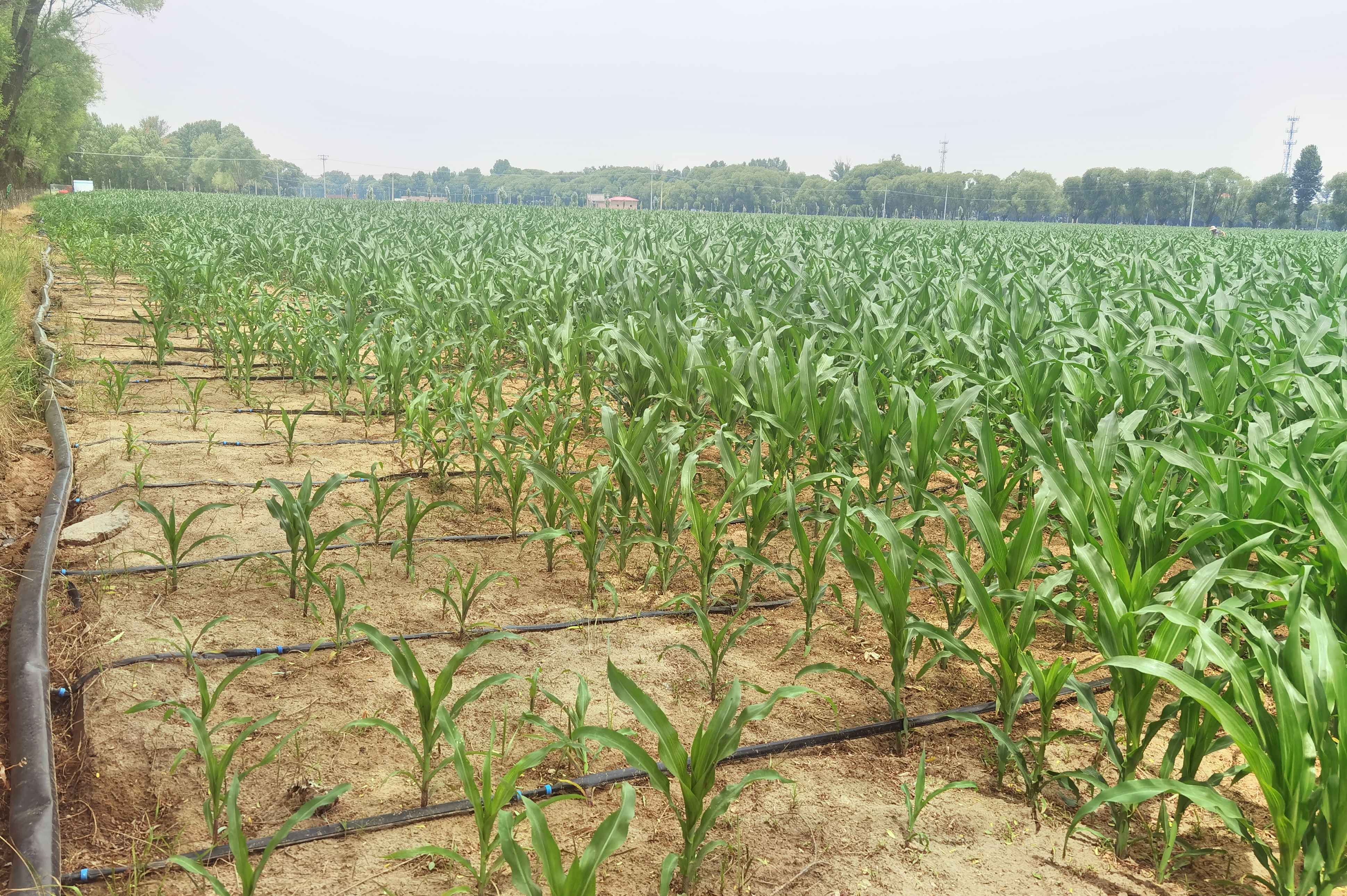 走进陕西大地种业第一农场，旱作节水项目尽显“科技范儿”