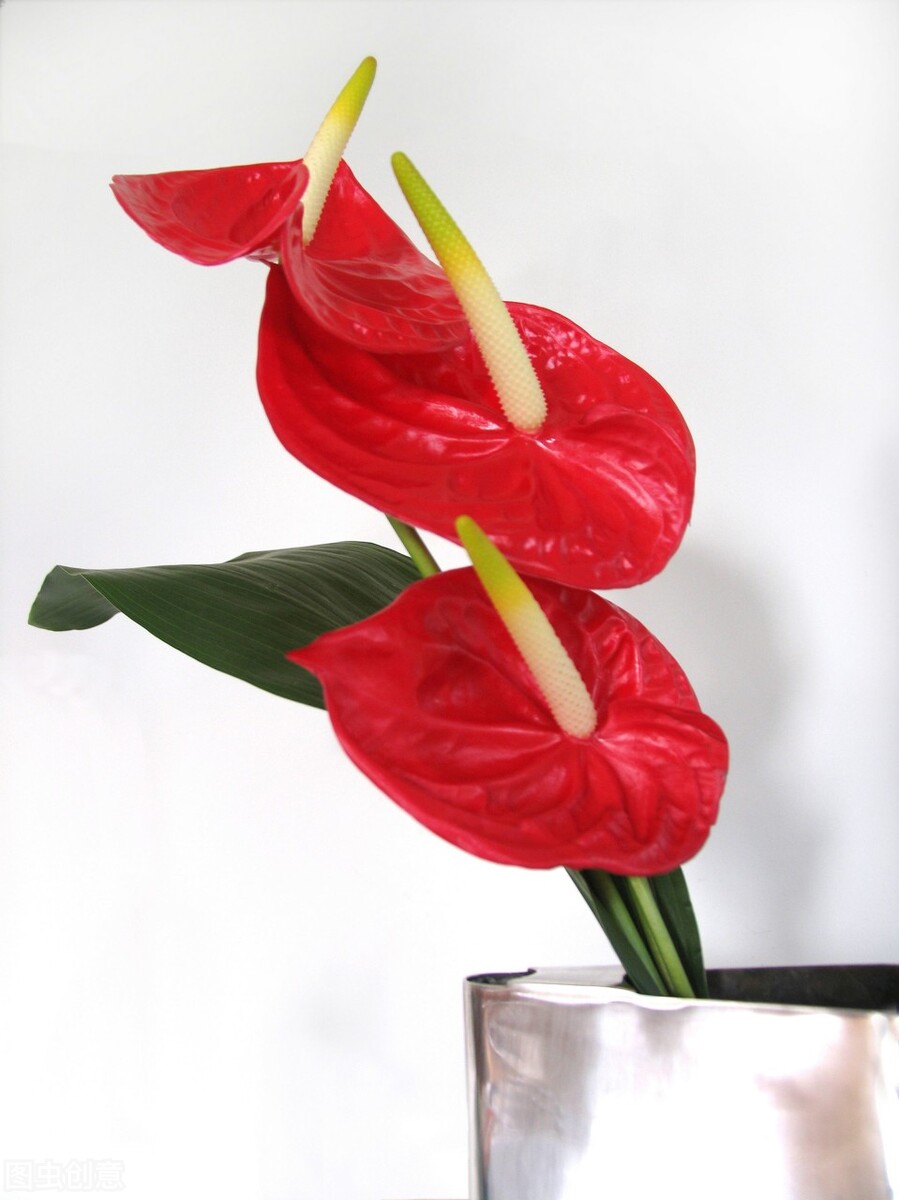 养的红掌黄叶是怎么回事,冬天水培红掌叶子发黄怎么办