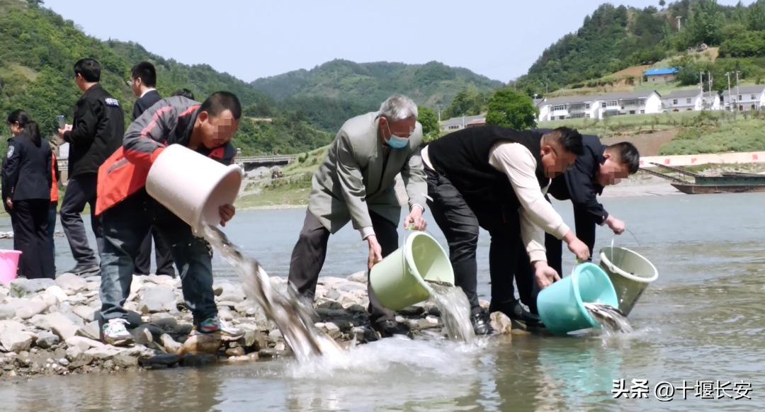 非法捕捞被判放流两千多斤,1900万尾鱼苗放流洞庭湖