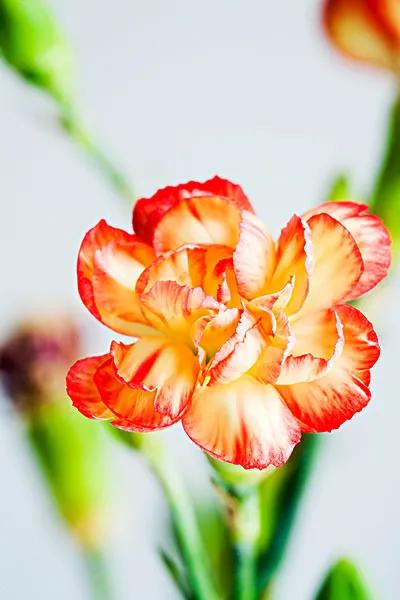 康乃馨花束壁纸,康乃馨壁纸手机超清全面屏