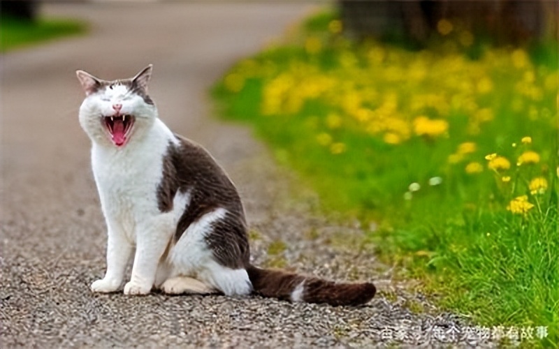 couldn'tconnecttohost