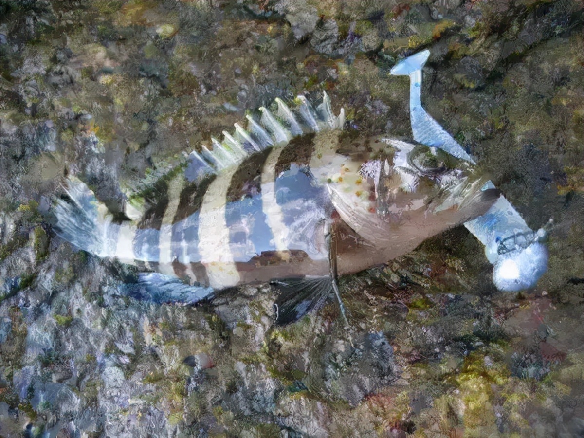 小瓜虫治不好,怎么判断小瓜虫治好了