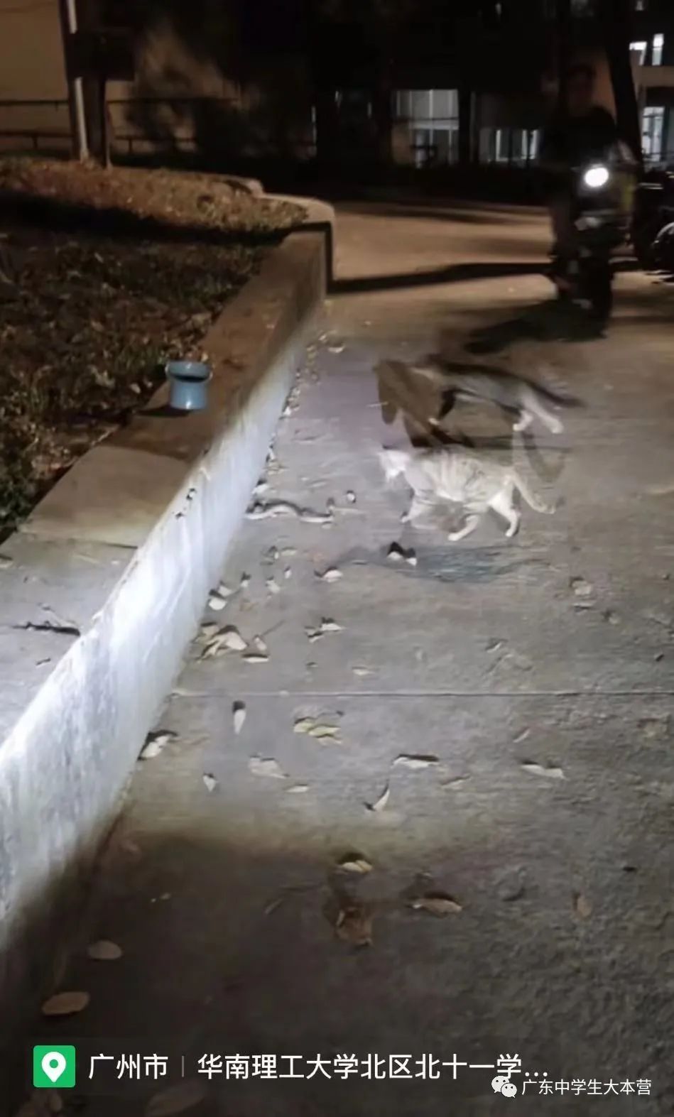 头皮发麻！广东某校厕所钻出眼镜蛇！啊啊啊换我可能当场去世！