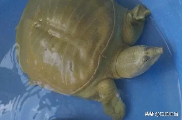 甲鱼咬手怎么让它松口,甲鱼咬手怎么办