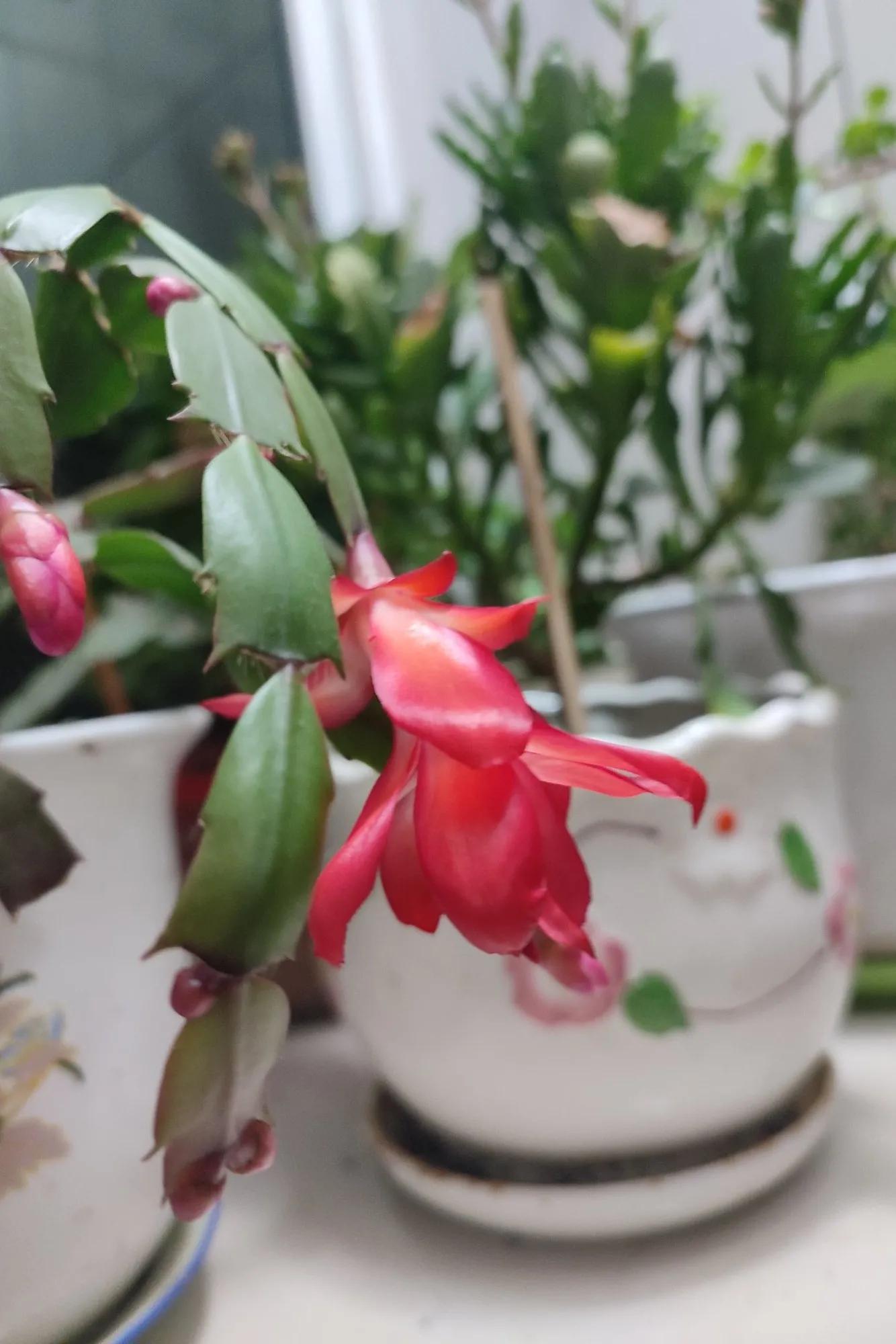 婀娜多姿旗袍美女,袅娜多姿代表什么