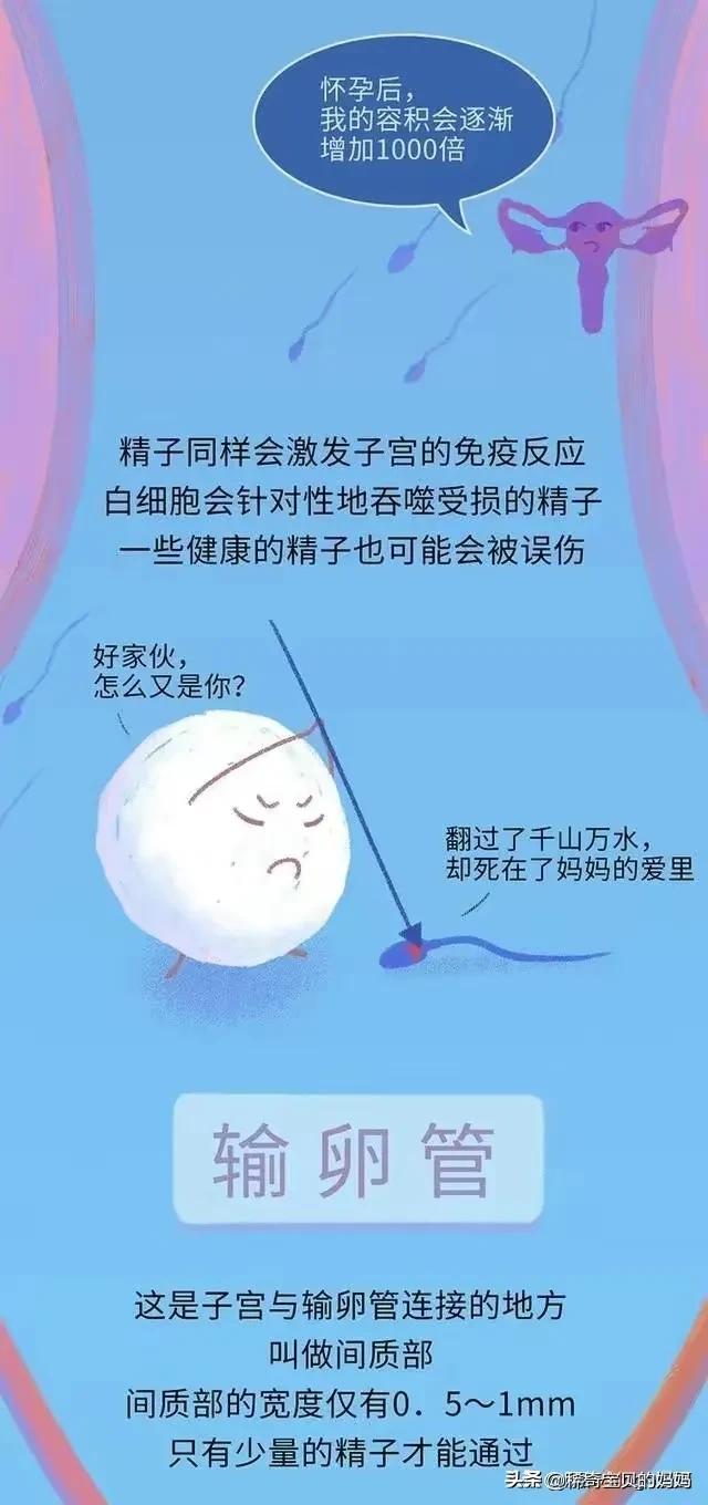 精子进入女生体内的24小时，都发生了些什么？励志漫画