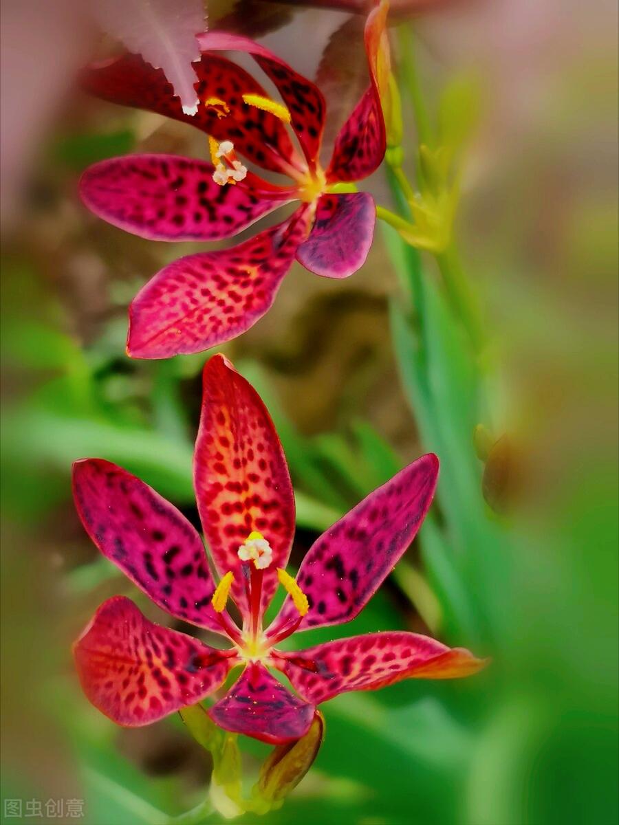 一花一叶最深情，万千*光春**花满园，花开惊艳时光，花香温柔岁月