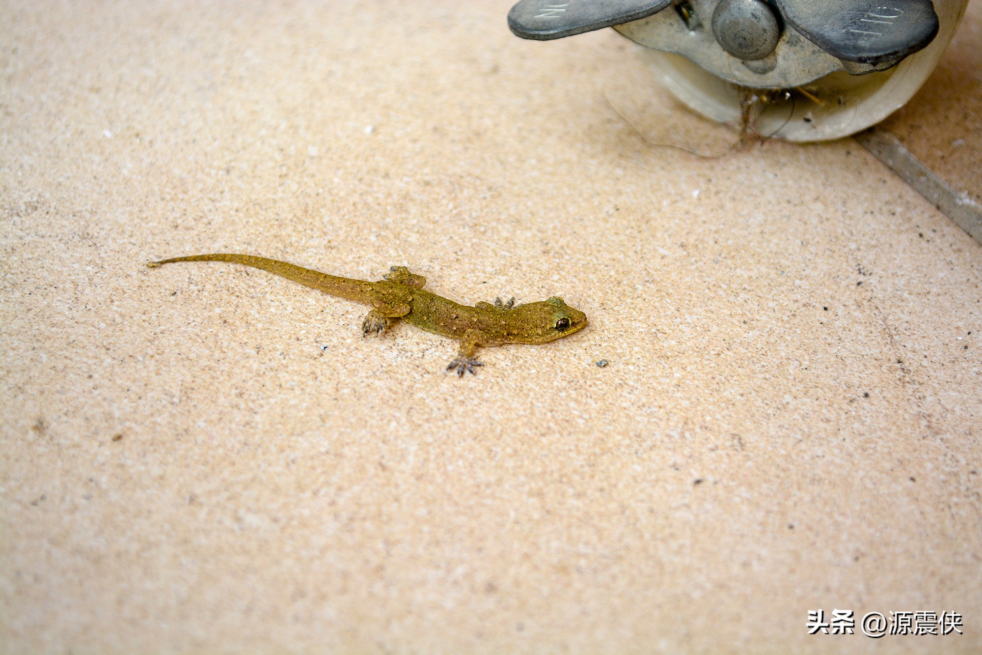 一只壁虎给孩子上了一节生动的安全课，并引起启发