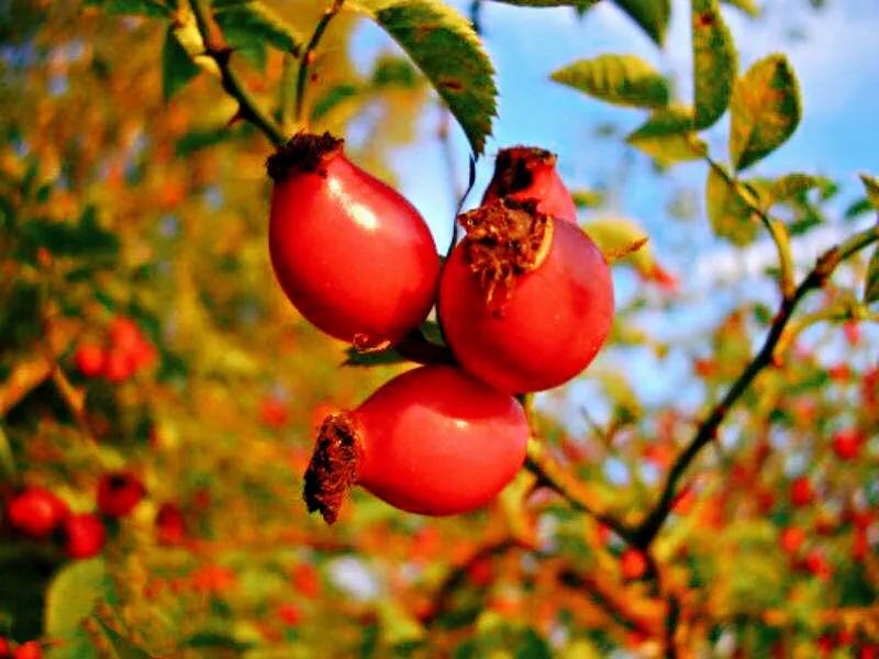 荼蘼花观赏特性,荼蘼花红色重瓣