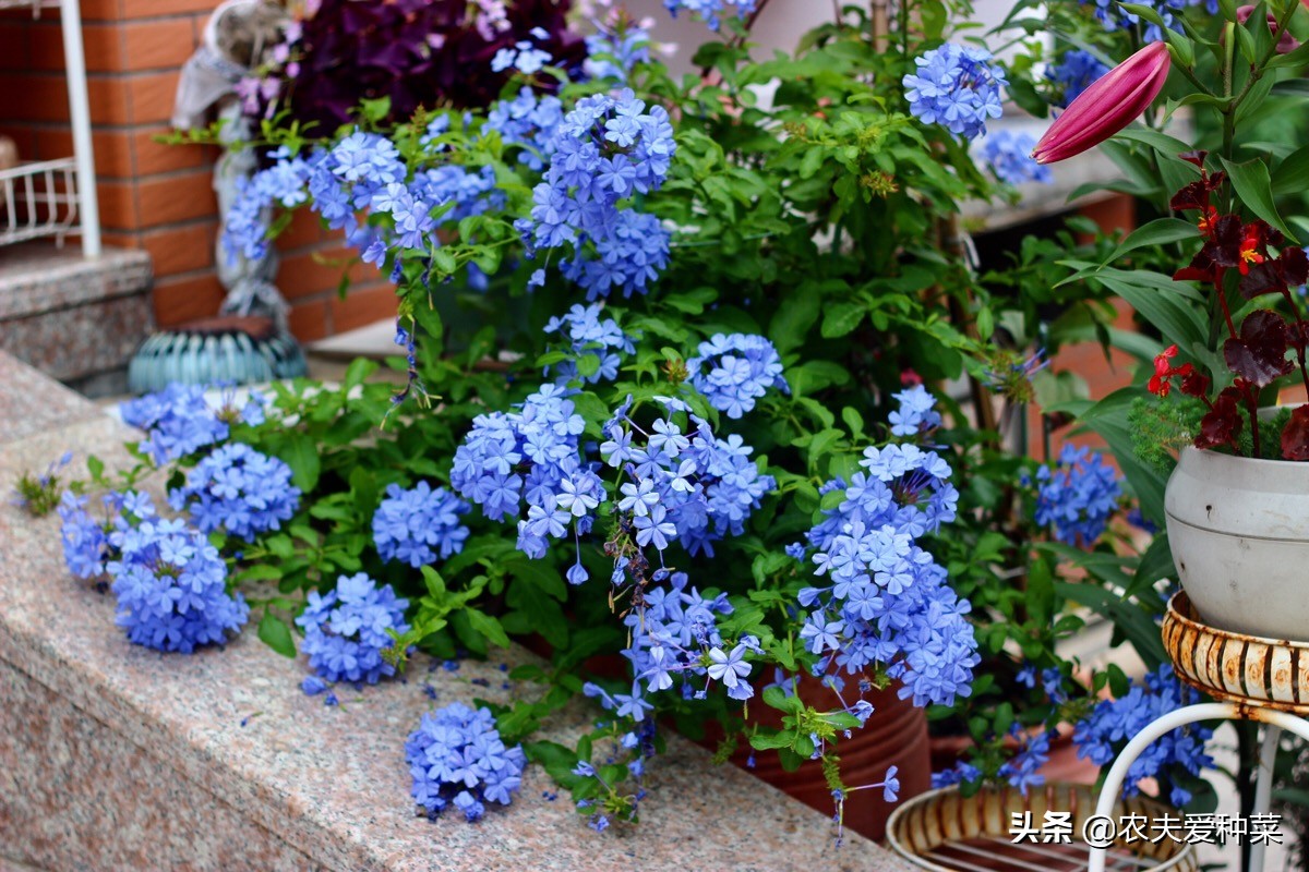 喜阴耐旱适合室内养的50种花,被公认阳台冬天最好养的10种花