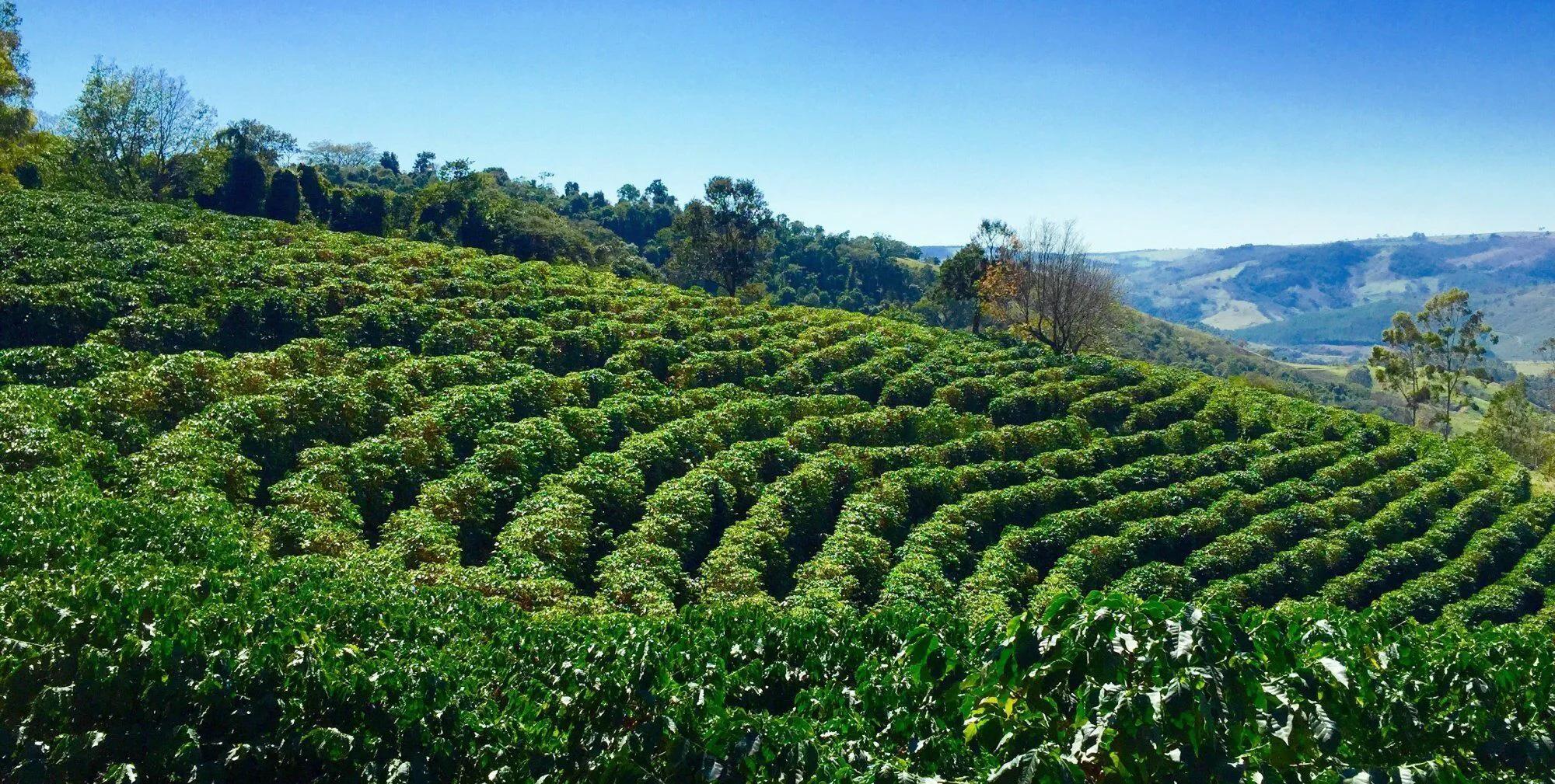 巴西日本足球队,为什么巴西球员总是会犯事