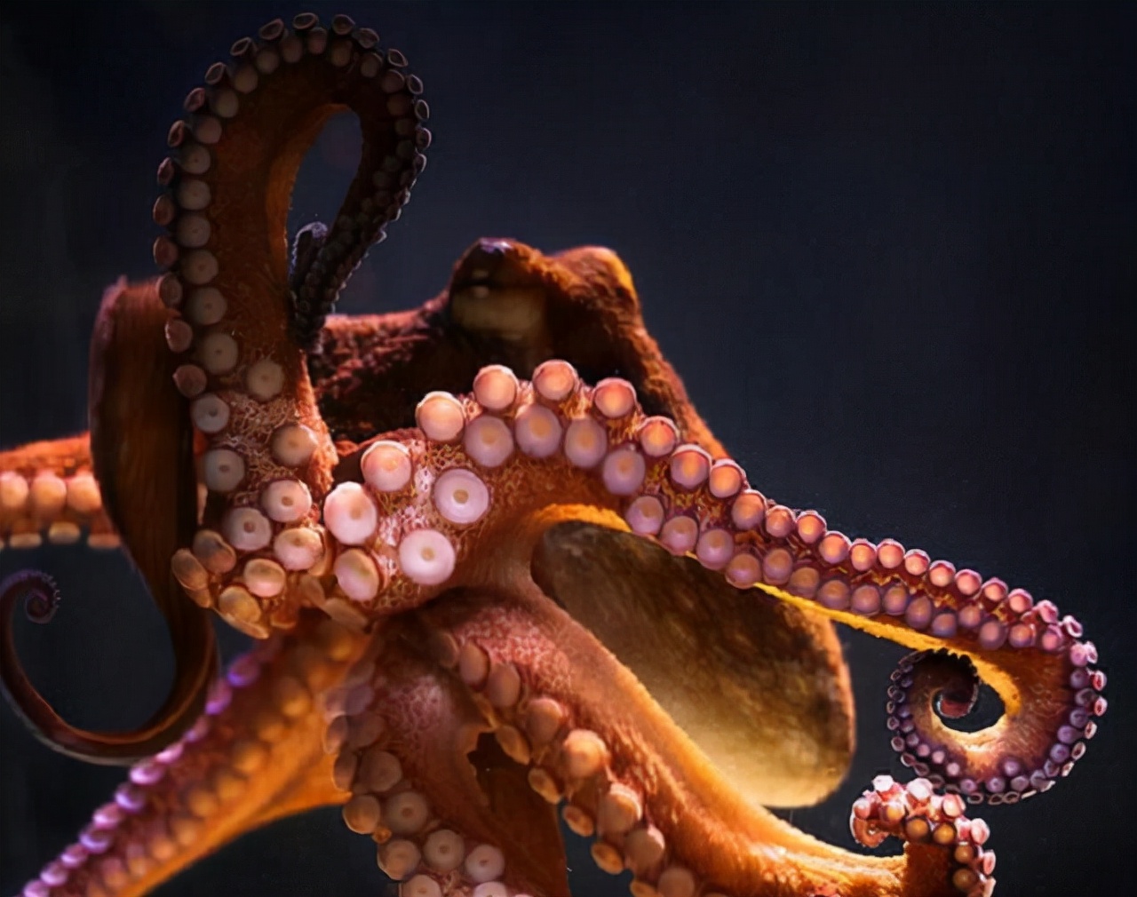 世界上最聪明的人类大脑,人类历史上最聪明的动物