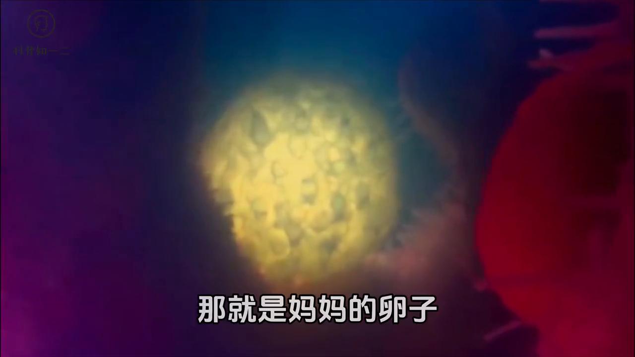 二年级上册小蝌蚪的蜕变过程,小蝌蚪成长为青蛙