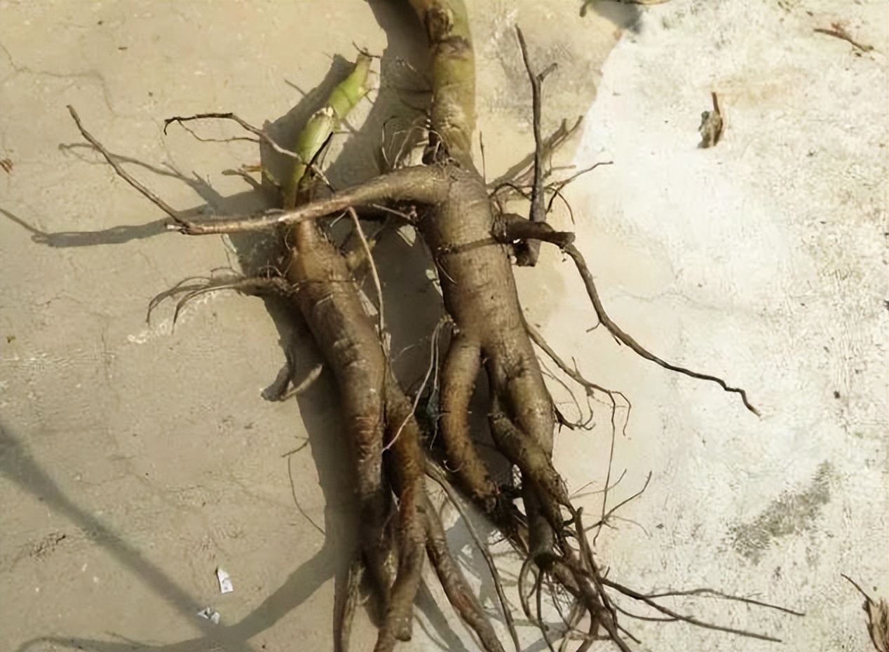 清朝骗术大全,一部揭秘民国骗术的书