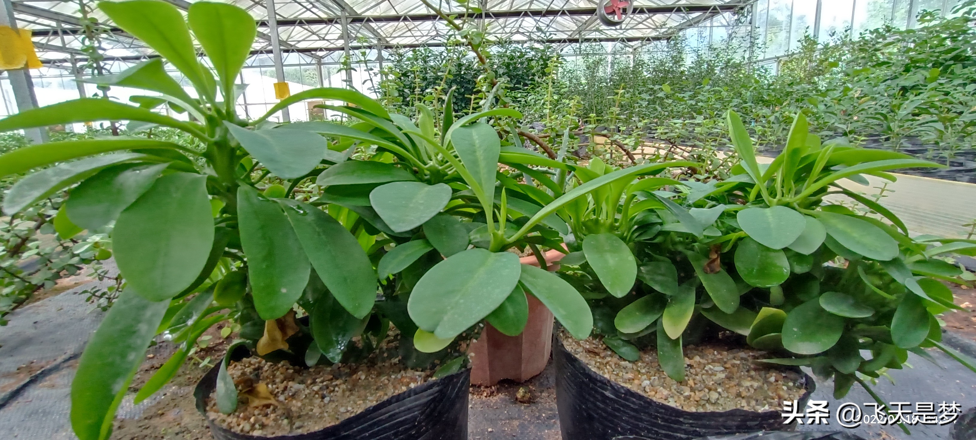 玉麒麟树的养护,玉麒麟好养吗