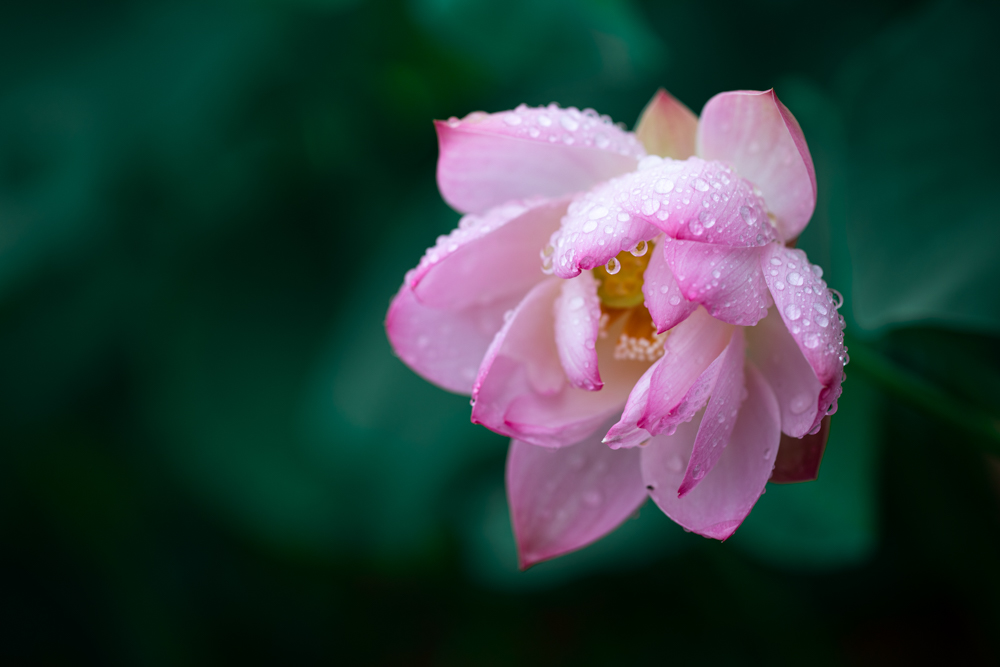 伞落花,一伞撑落花