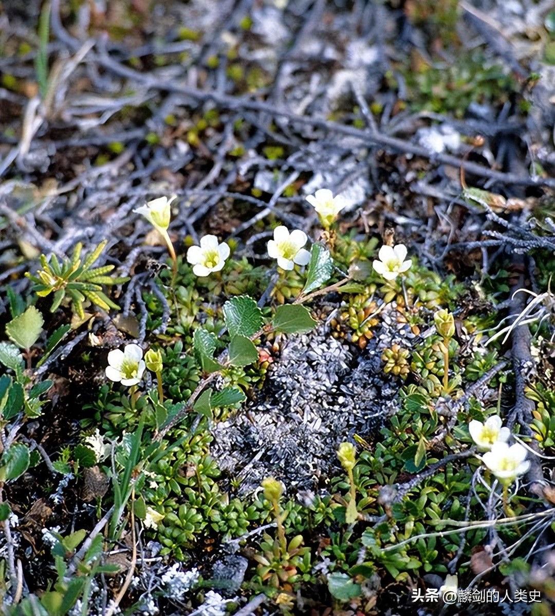 杜鹃花目杜鹃花科植物,杜鹃花属植物一览表图