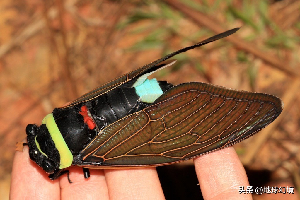 世界上最奇怪最大最恐怖的蛇图片,世界上十大恐怖诡异蛇