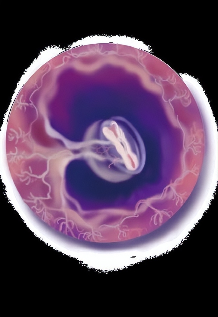 从受孕到分娩约四十周,从受孕到婴儿每天的变化