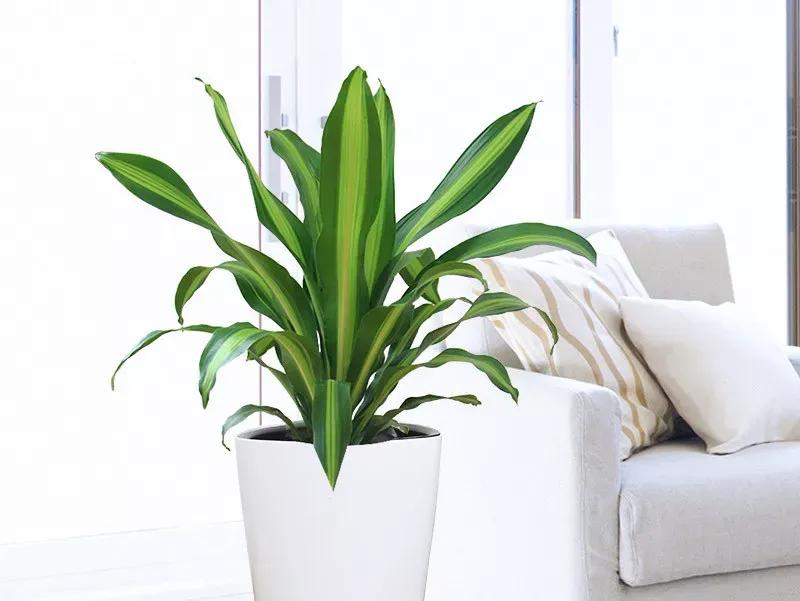 巴西铁种植注意事项,盆栽巴西铁的家庭养护管理方法