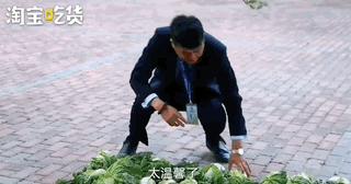 东北人冬天买白菜,盘点东北人买白菜