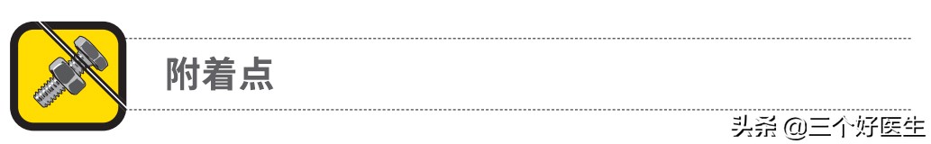 每日一肌,每日一肌背阔肌