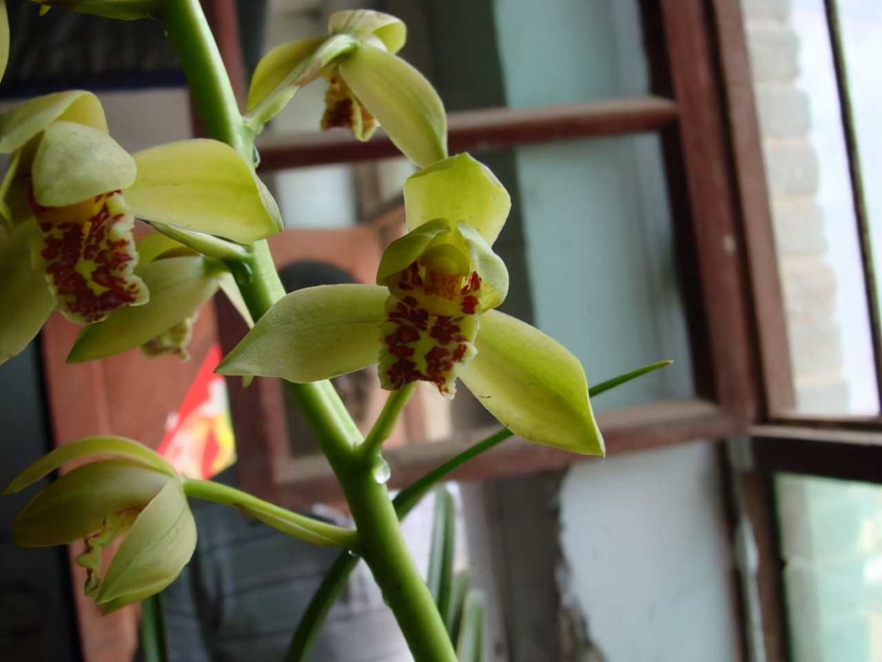 最香的五种兰花哪种兰花耐寒,春夏秋冬四季各是哪几个兰花品种