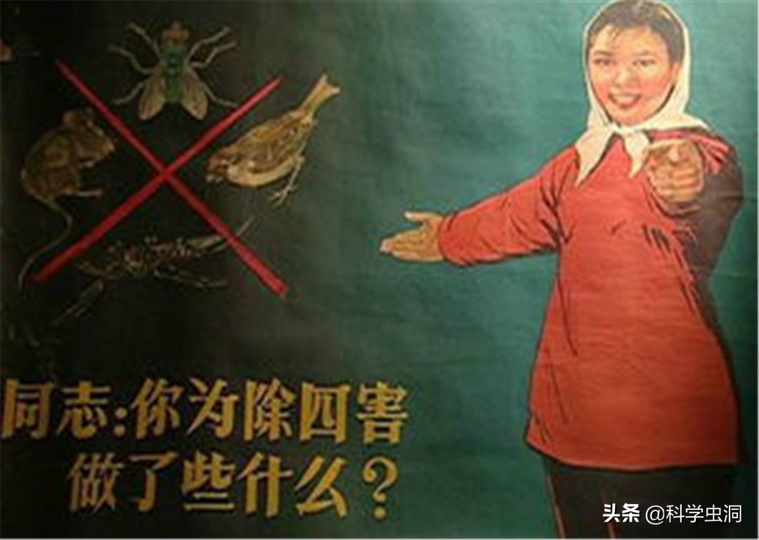 中国本土麻雀是啥样的,外国麻雀来源于哪