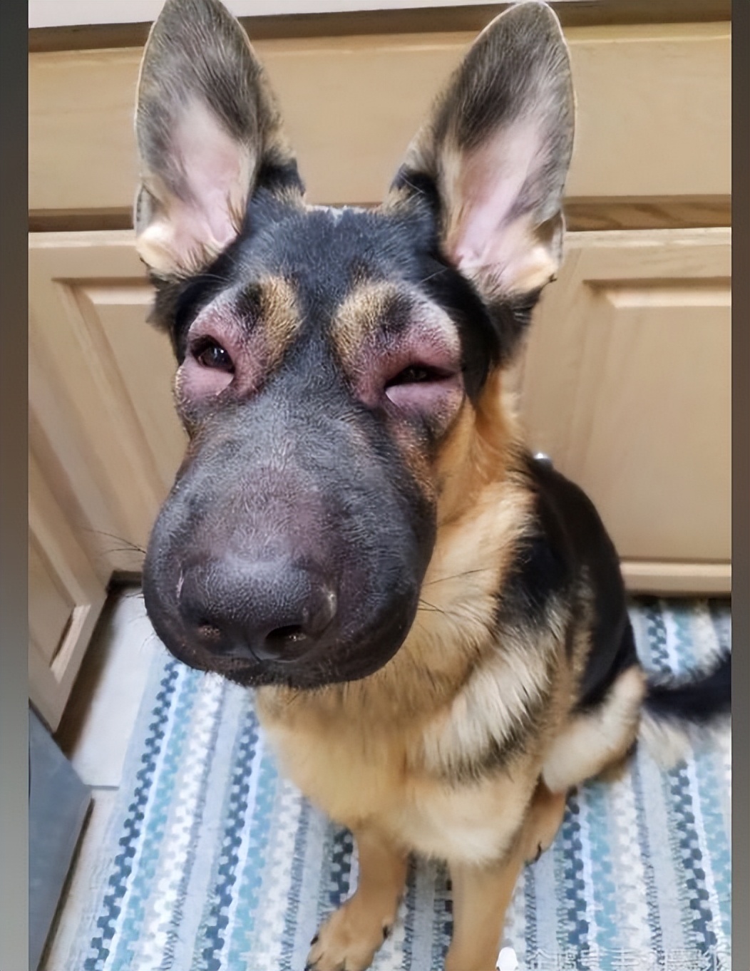 蜜蜂振翅被蛰,男子带狗子近距离观察蜜蜂被蛰