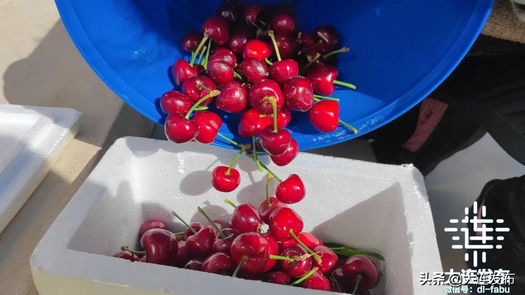 久等了！大连“早春第一果”