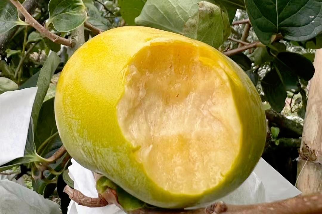 日本“地狱级难度”水果，我国用了17年没能摆平，太秋柿有多难种