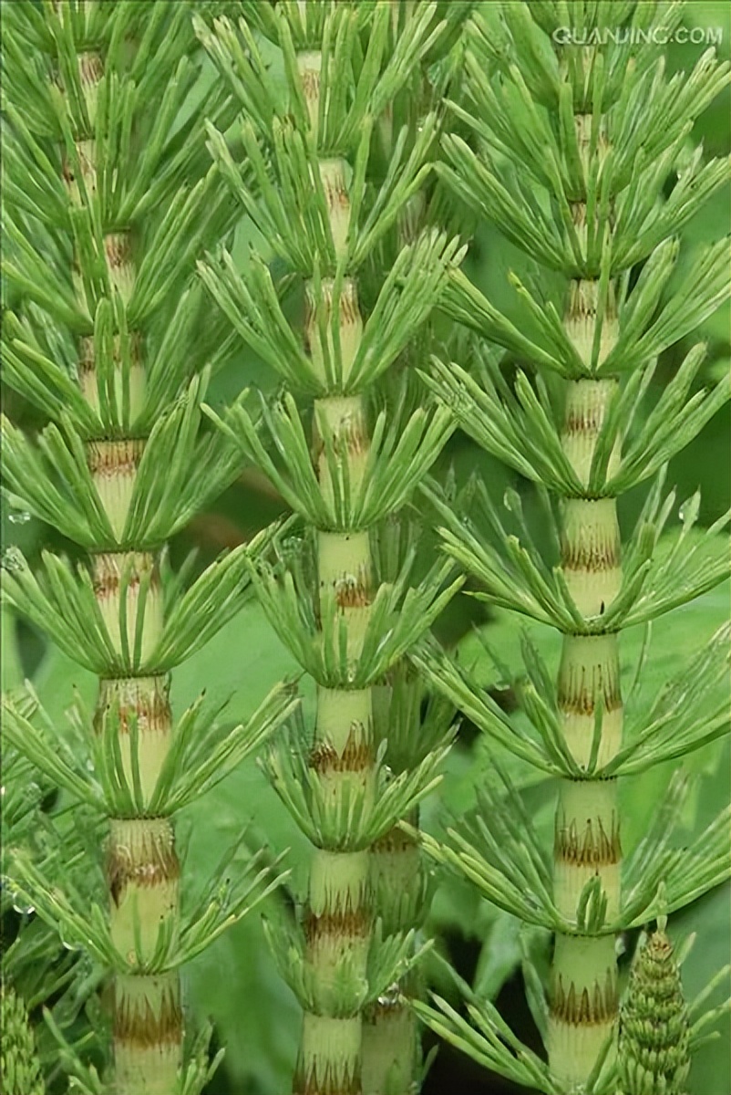 野生可食植物：1.问荆