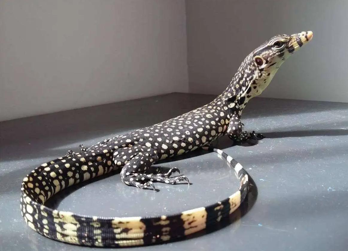 五爪金龙视频,五爪金龙现身云海