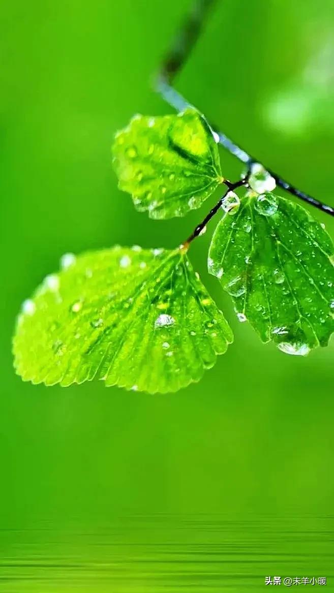 最美的手机壁纸大全,养眼养心的壁纸