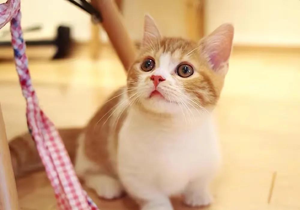 如何挑选健康猫咪,如何挑选一只健康的猫咪