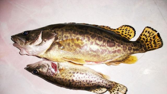 最常见的50种食用鱼吃法和价格,十种常用食用鱼类介绍