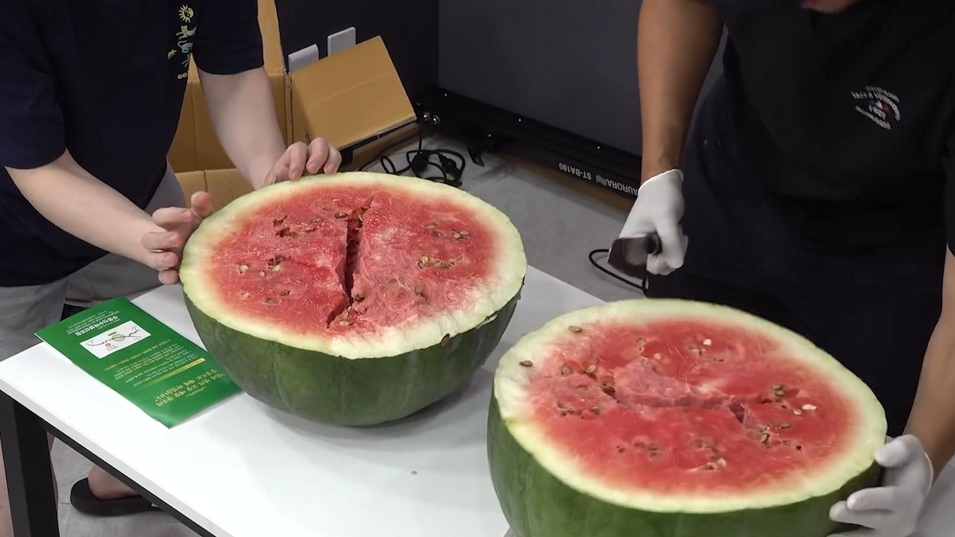 韩国人西瓜为什么贵,韩国人西瓜真的那么贵吗