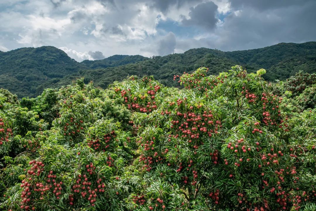 从化摘果攻略,从化摘水果攻略
