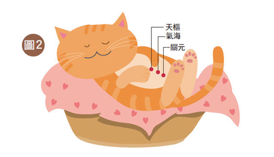 宠物腹泻特效药,宠物腹泻用什么中药治