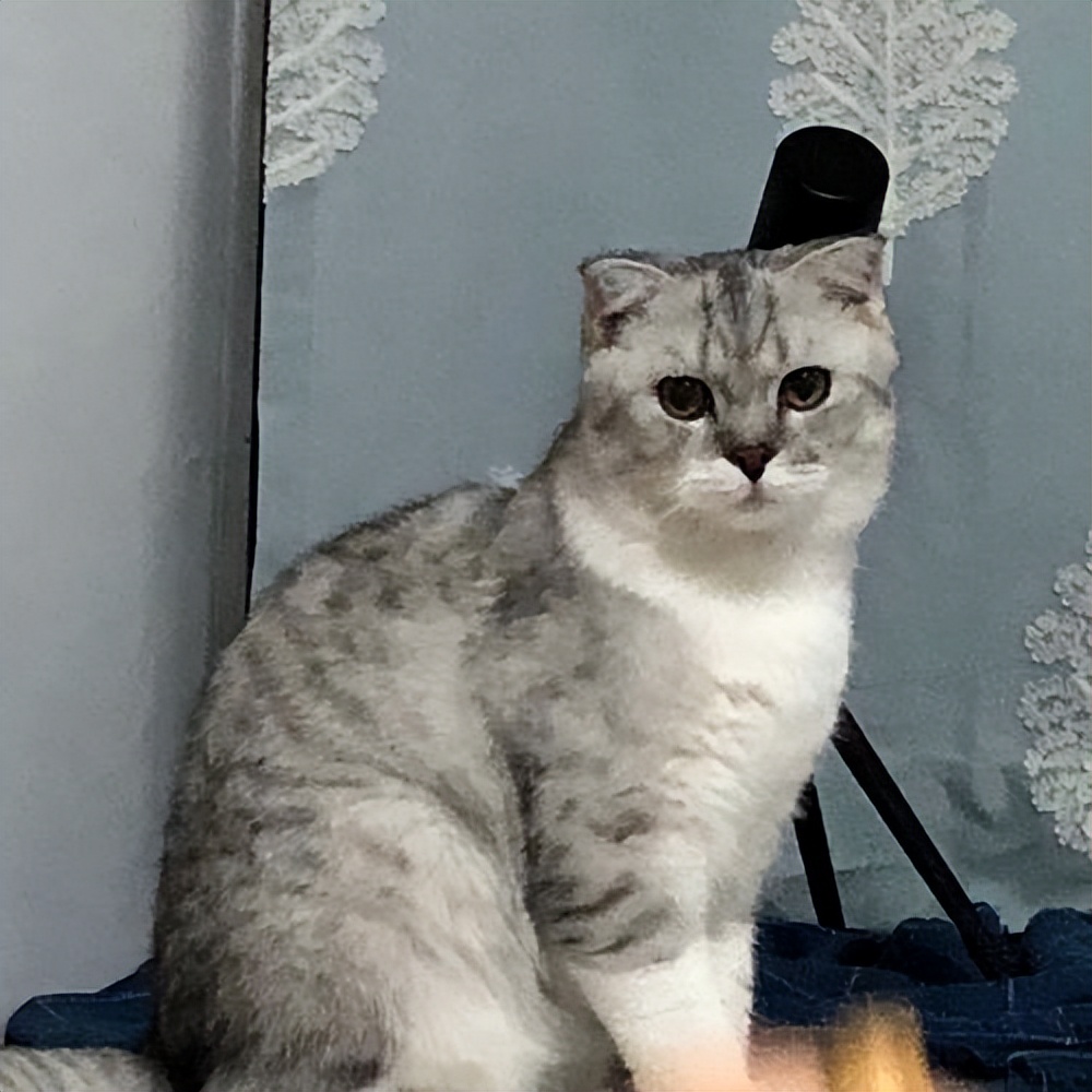 猫吐的颜色分析,猫咪吐褐色粘液是什么原因