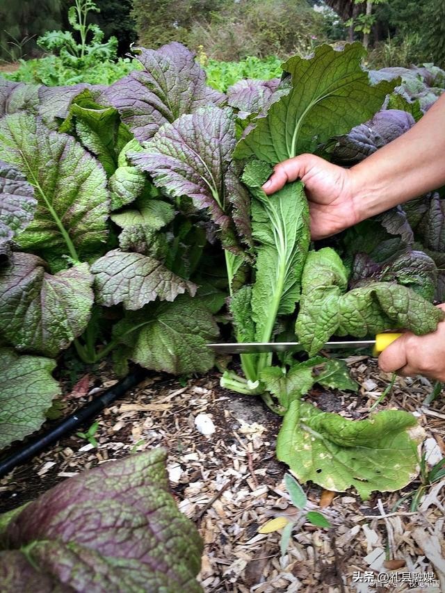 盘点6种南方“特有”的蔬菜,南方特有的蔬菜是什么菜