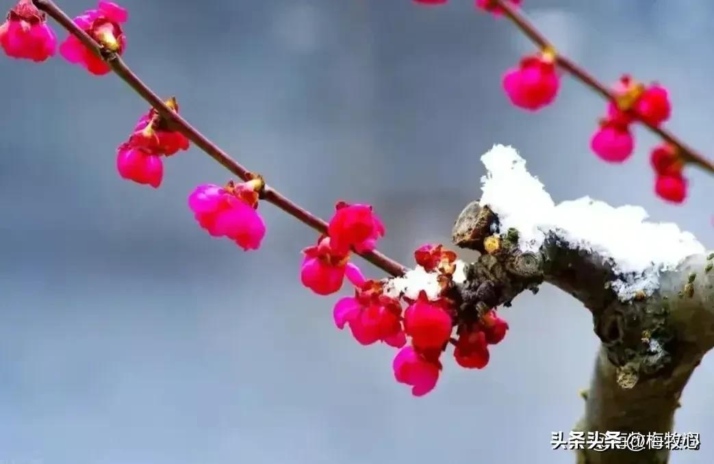 紫石金麟|咏梅七律三十韵②（二叠韵合集）