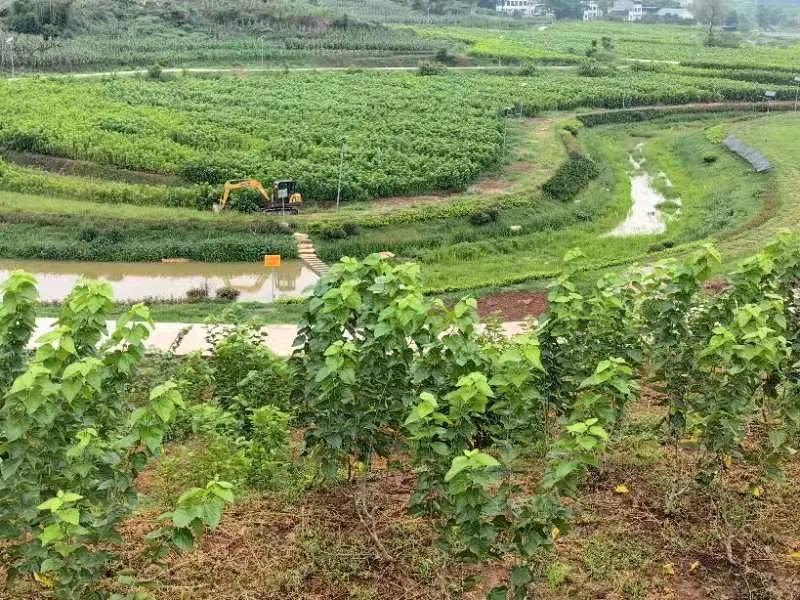 “藏粮于地藏粮于技藏粮于民”的乡镇探索