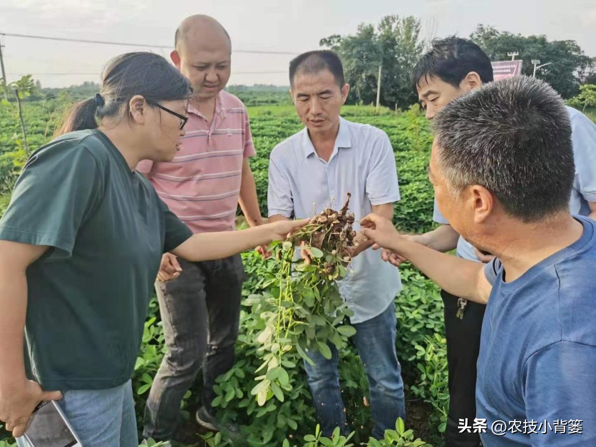 农作物缺钙补充什么肥料,为什么钙肥补了问题还是很多