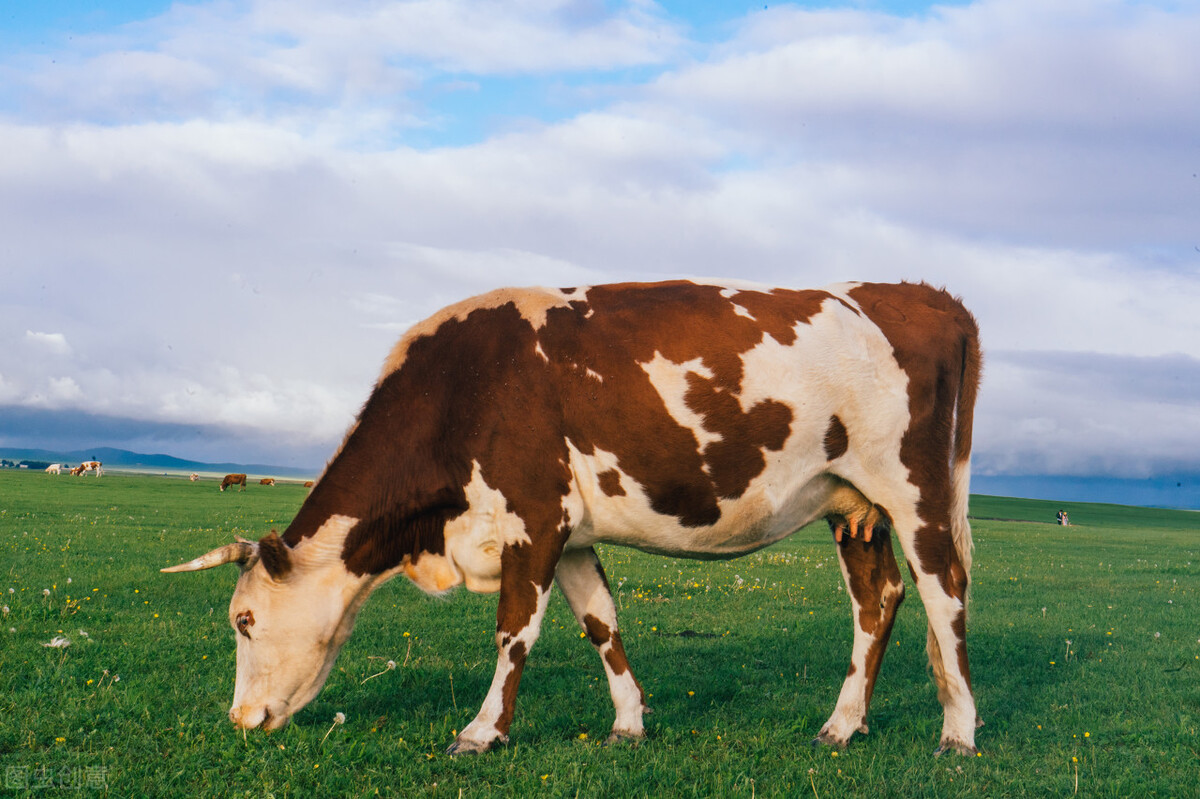 河北肉牛价格最新行情,2022内蒙古牛价格最近行情
