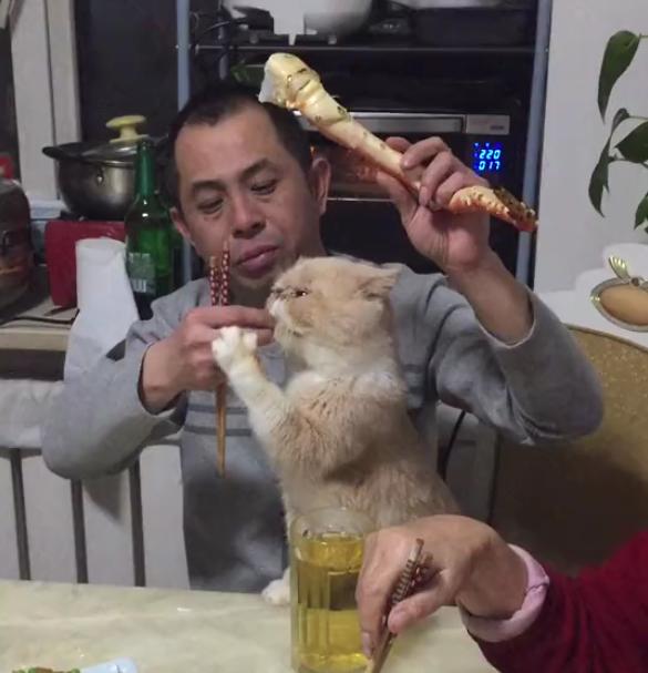 猫咪爱你的症状,猫咪想养你的10大征兆